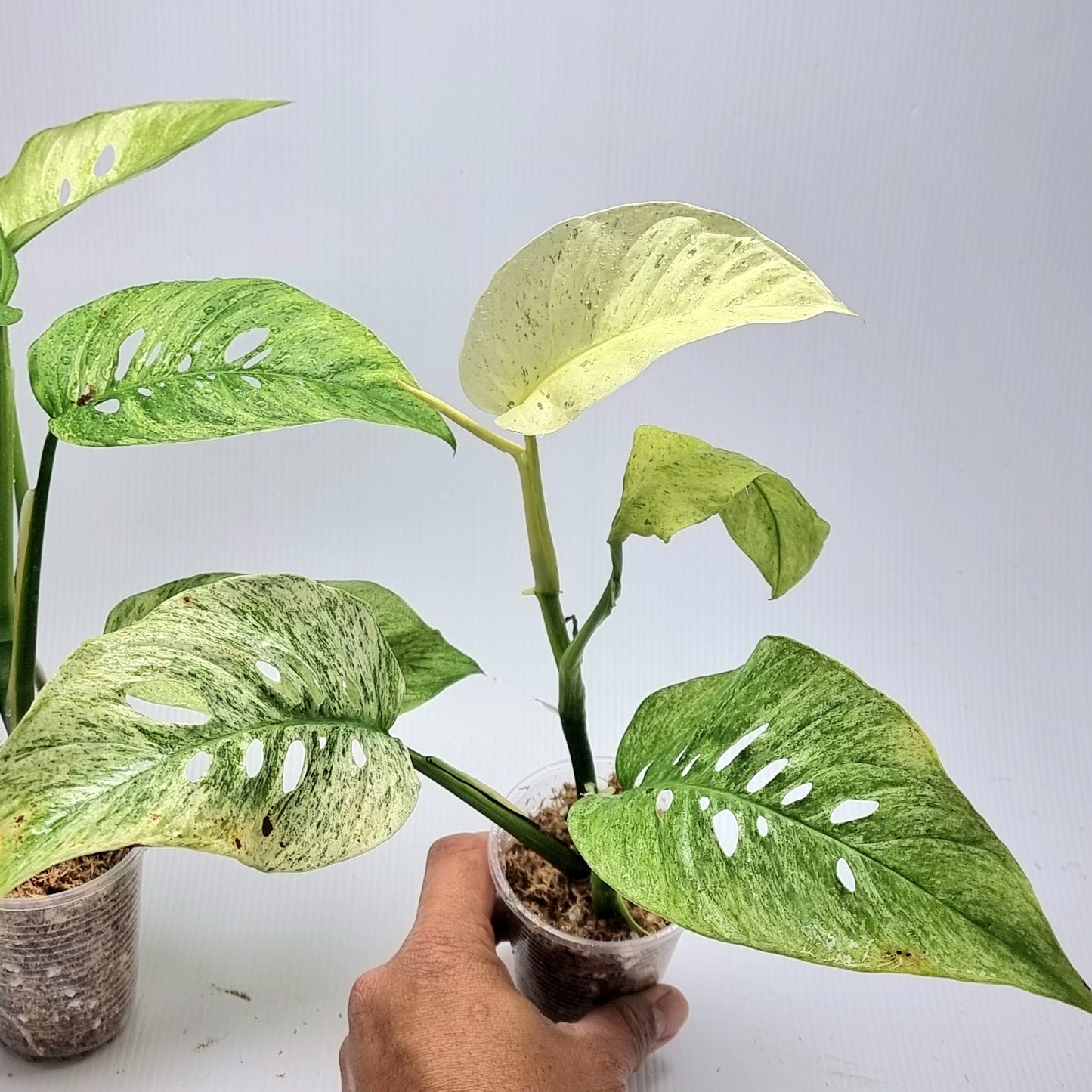 Monstera adansonii ssp laniata Mint variegated