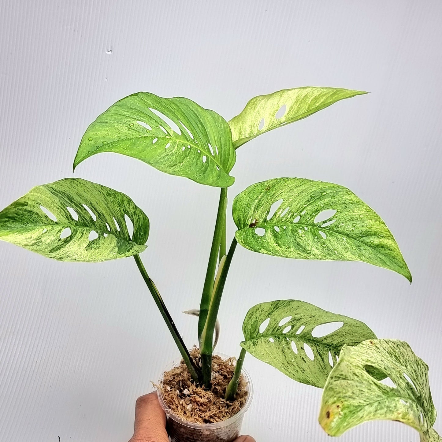 Monstera adansonii ssp laniata Mint variegated