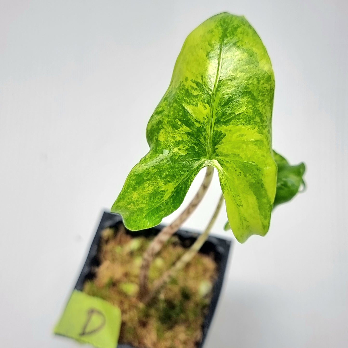 Alocasia zebrina Variegated