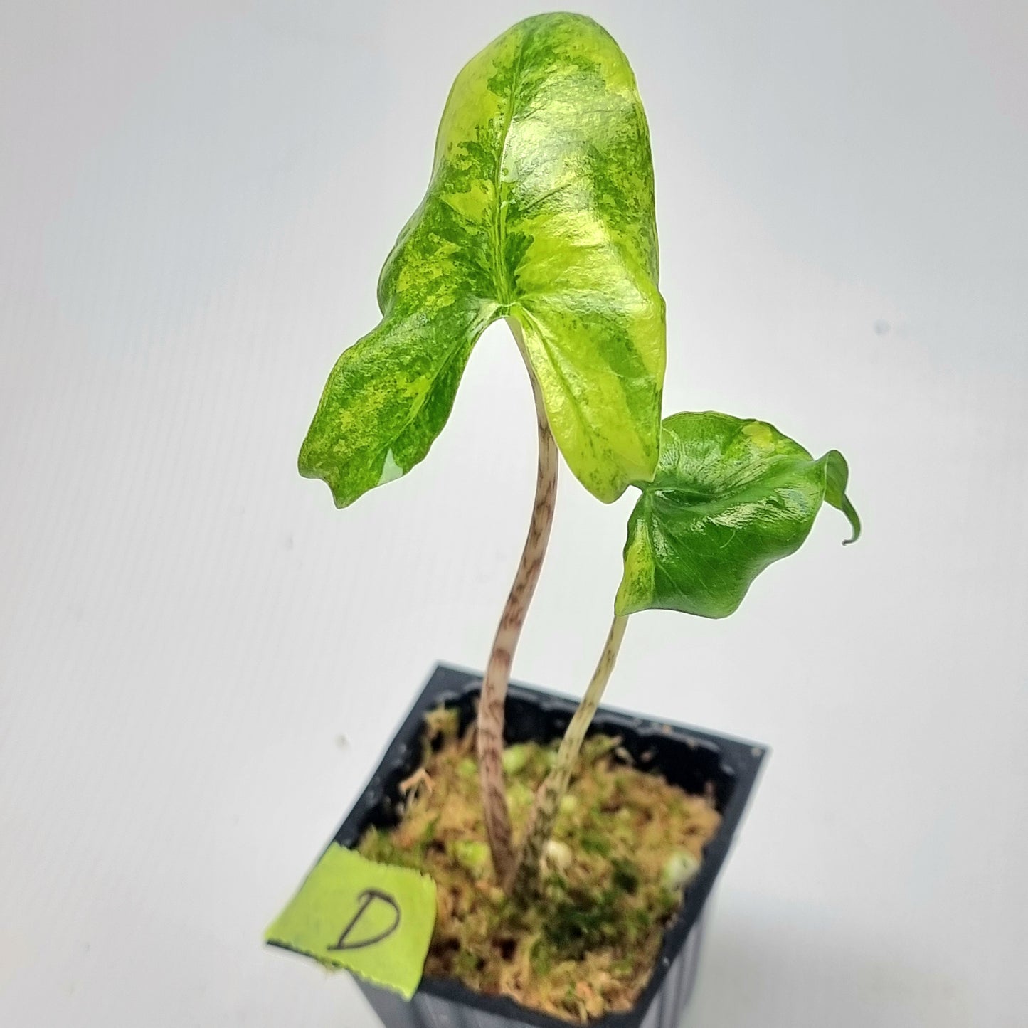 Alocasia zebrina Variegated