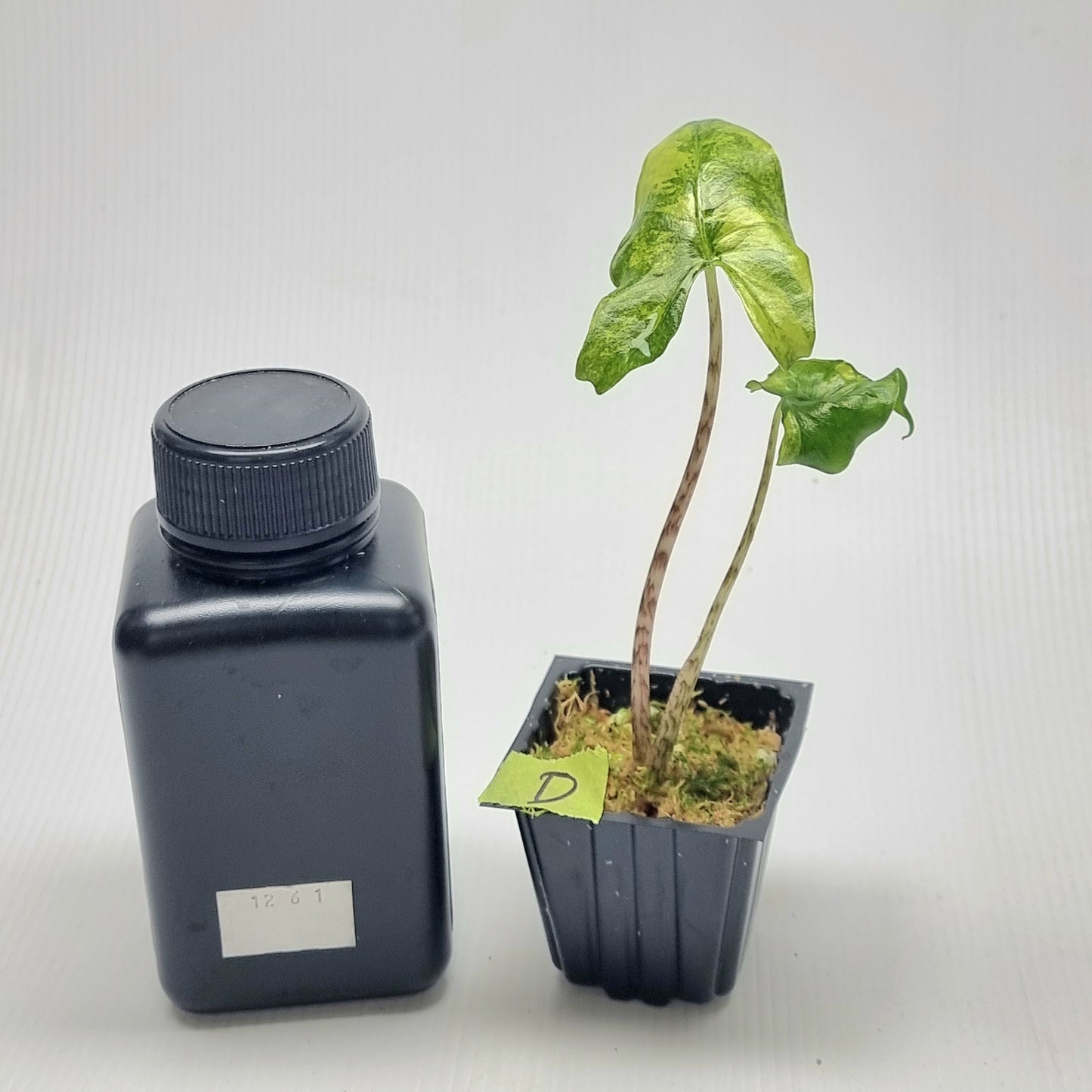 Alocasia zebrina Variegated