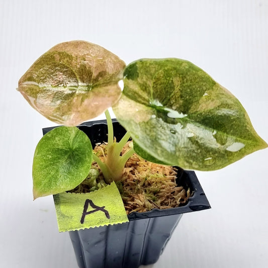 Alocasia cuprea Variegated