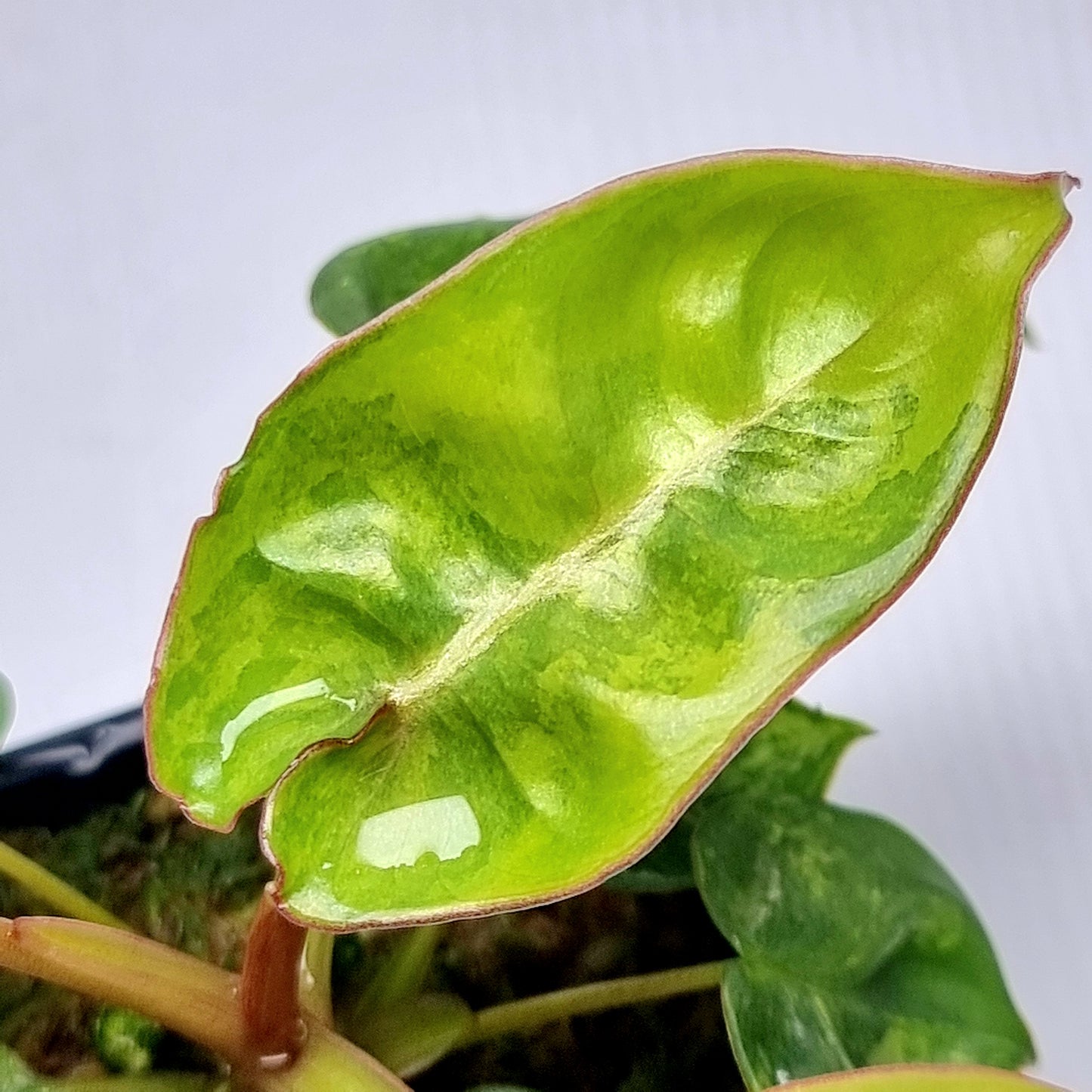 Variegated Philodendron billietiae