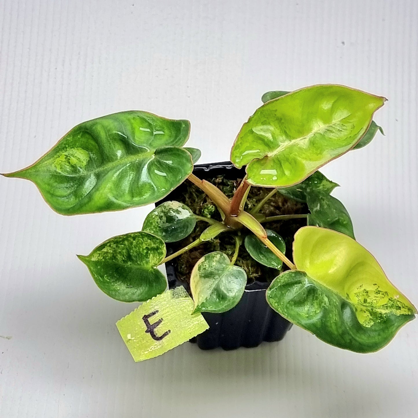 Variegated Philodendron billietiae