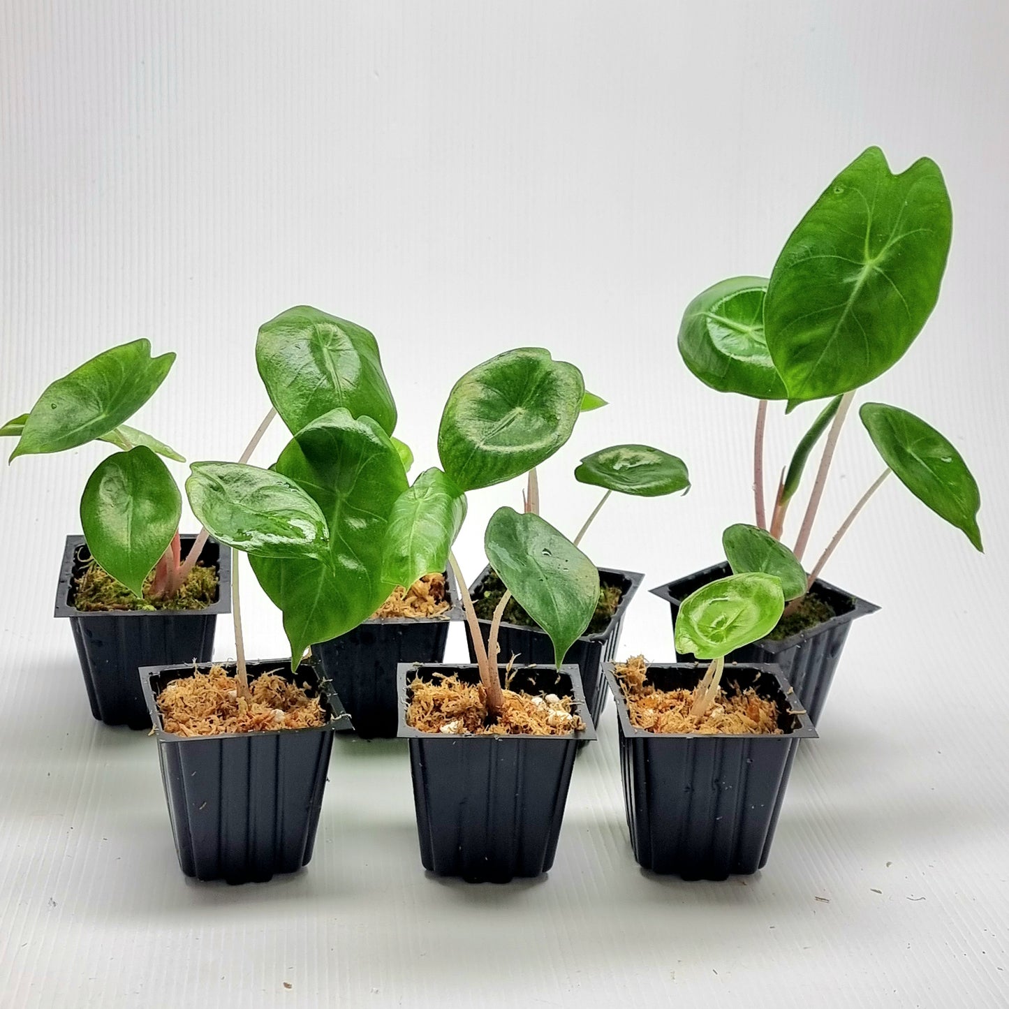 Alocasia Pink Dragon Aurea LOW Variegated