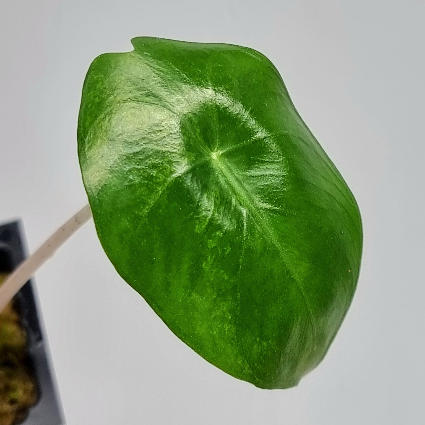 Alocasia Pink Dragon Aurea LOW Variegated