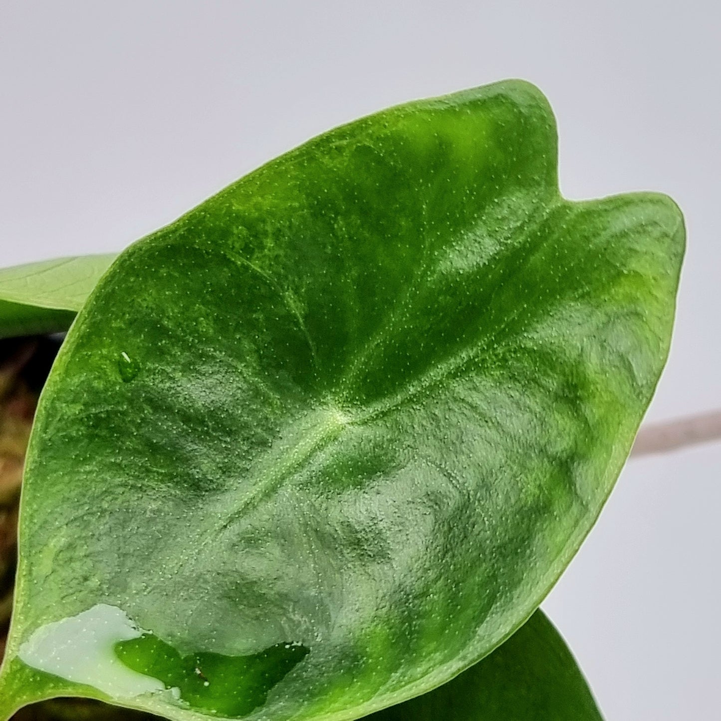 Alocasia Pink Dragon Aurea LOW Variegated