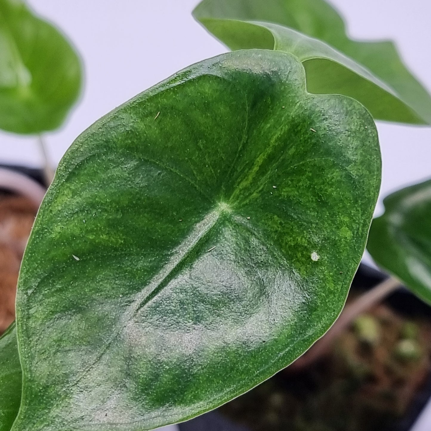 Alocasia Pink Dragon Aurea LOW Variegated