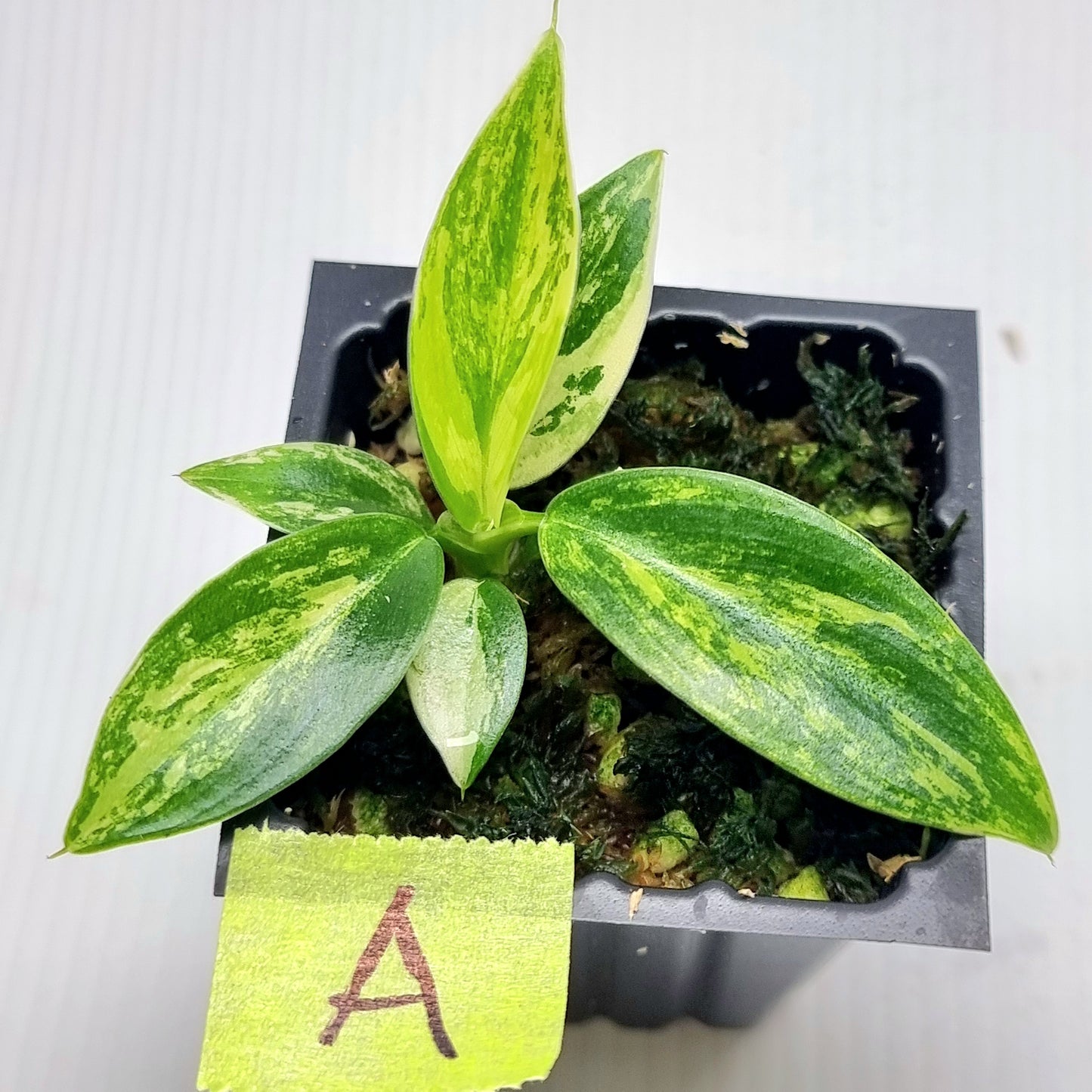 Philodendron Imperial Green Variegated