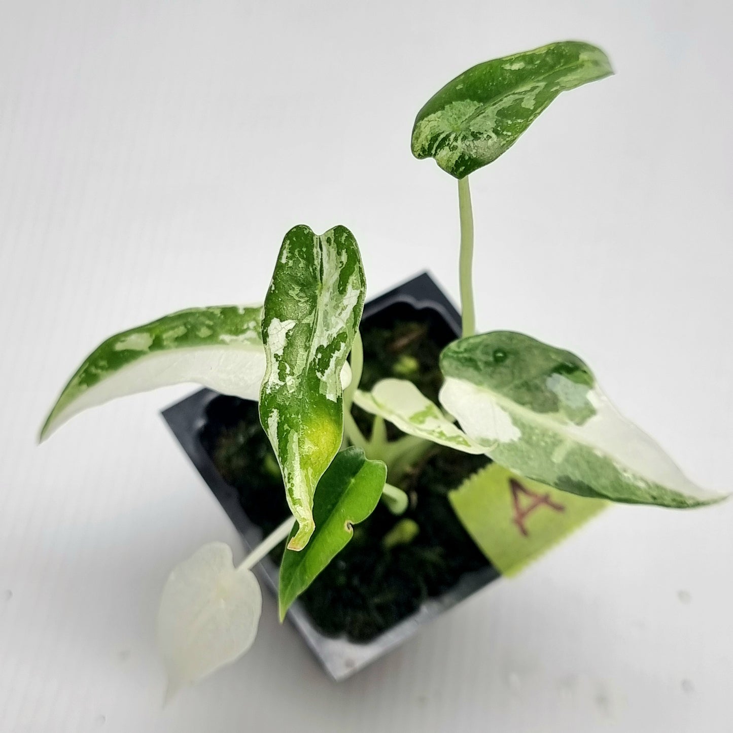 Alocasia amazonica Bambino Albo Variegated