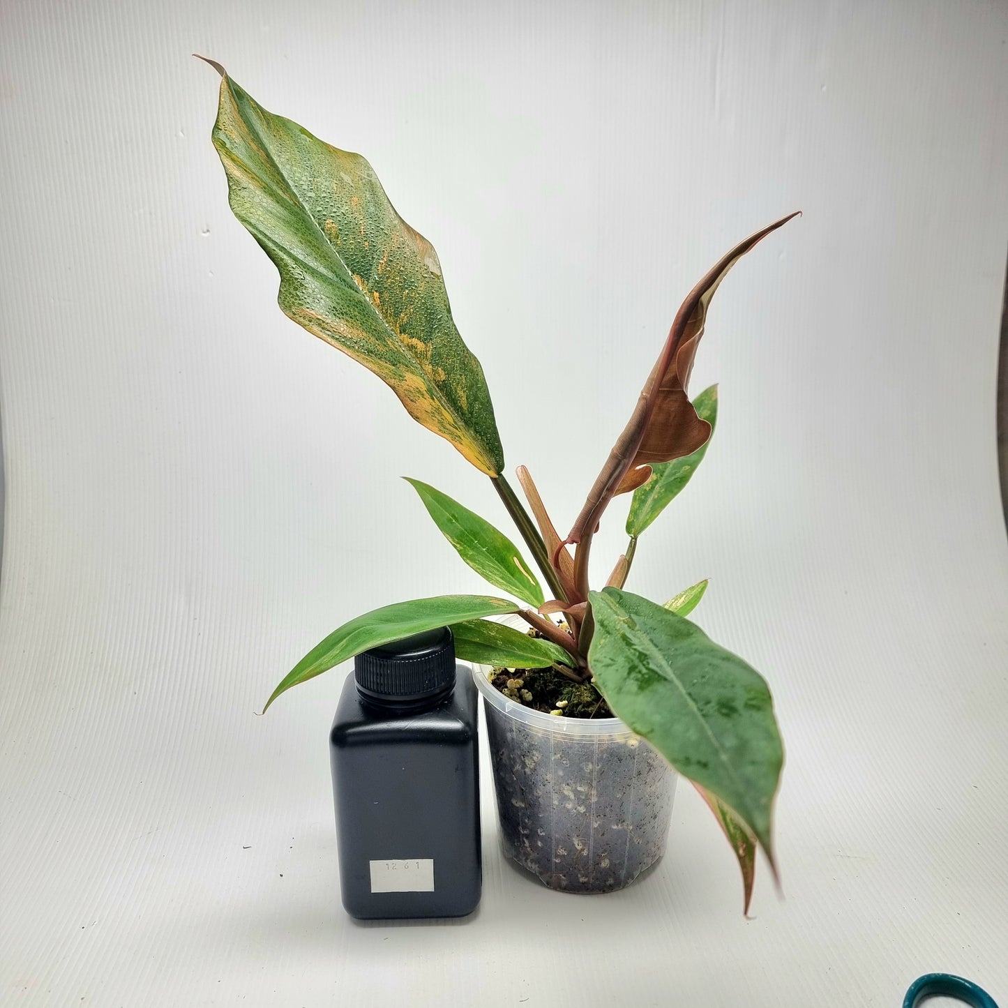 Philodendron Caramel Marble, 100mm pot