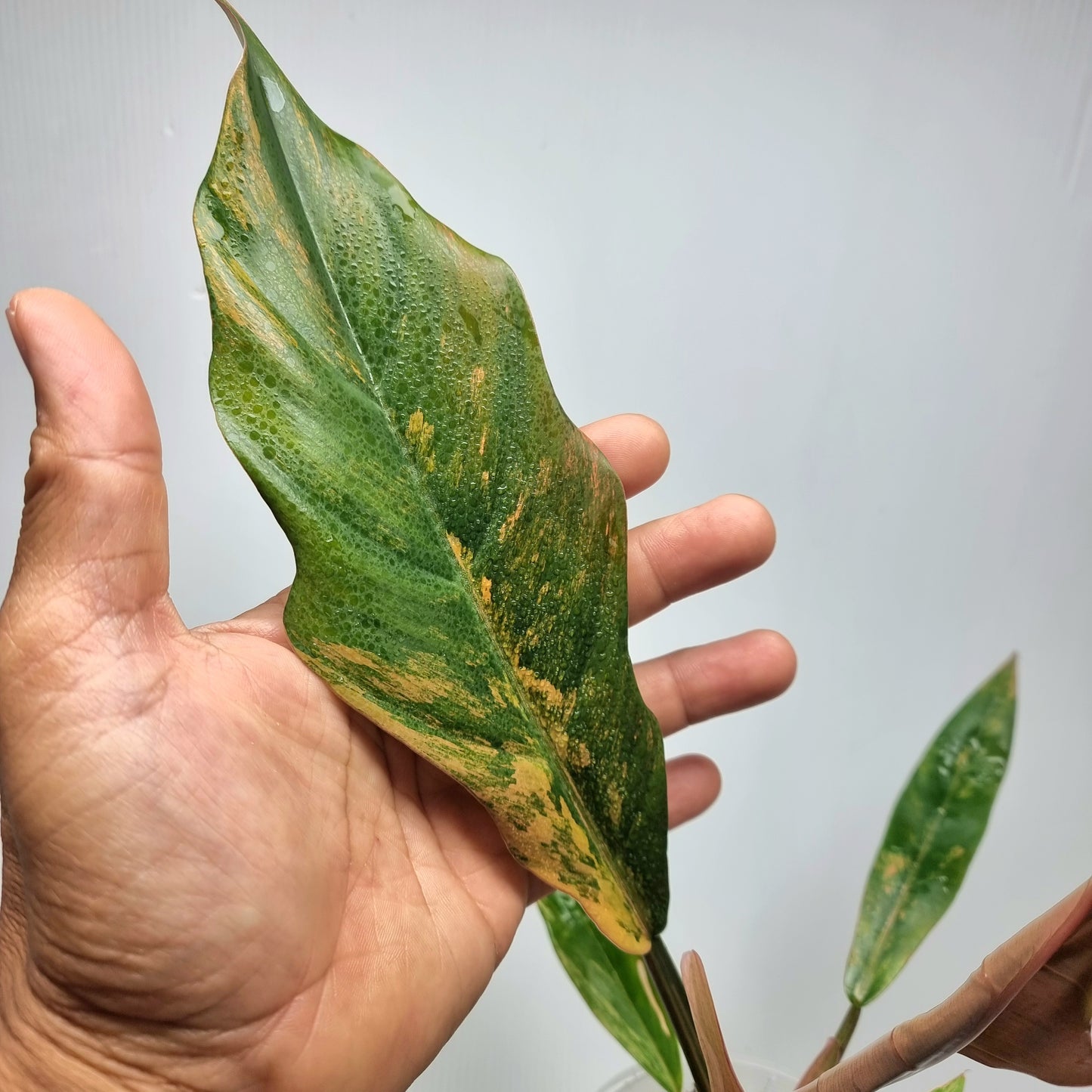 Philodendron Caramel Marble, 100mm pot