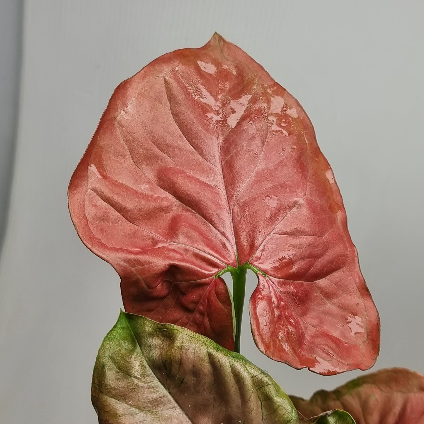 Syngonium 'Orm Nak' Red