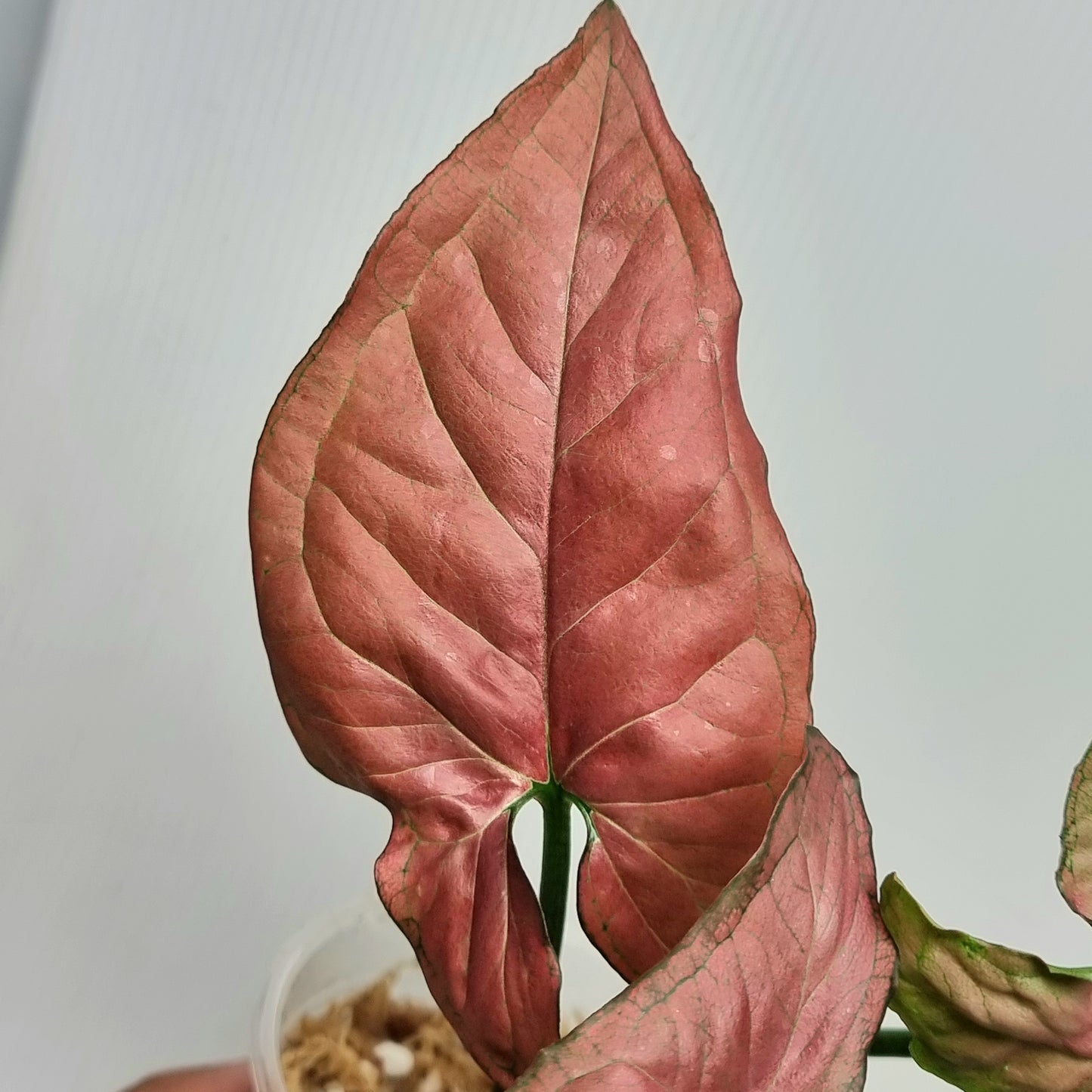 Syngonium 'Orm Nak' Red