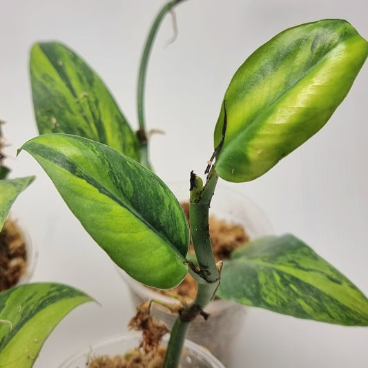 Rhaphidophora hongkongensis Aurea Variegated