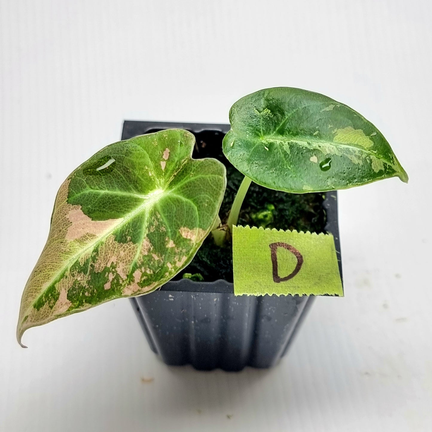 Alocasia black velvet Pink Variegated