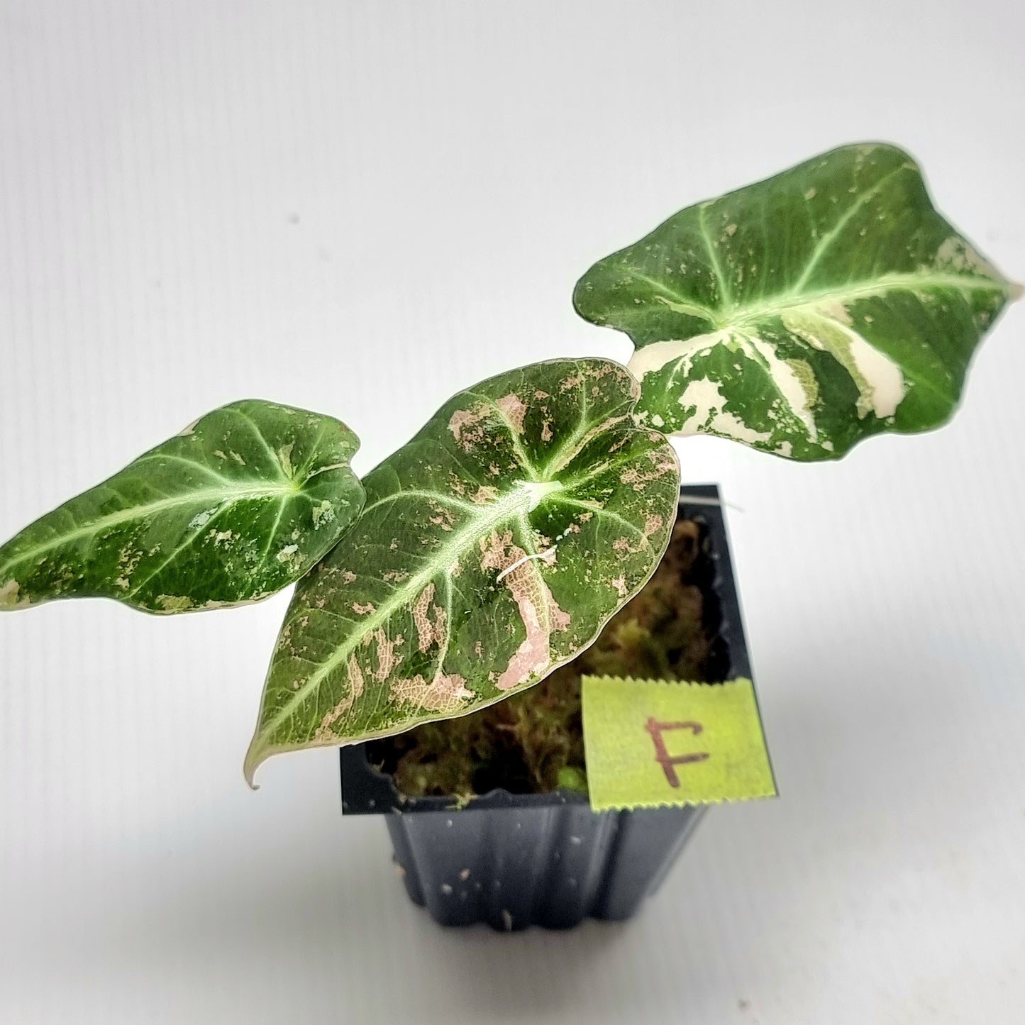 Alocasia black velvet Pink Variegated