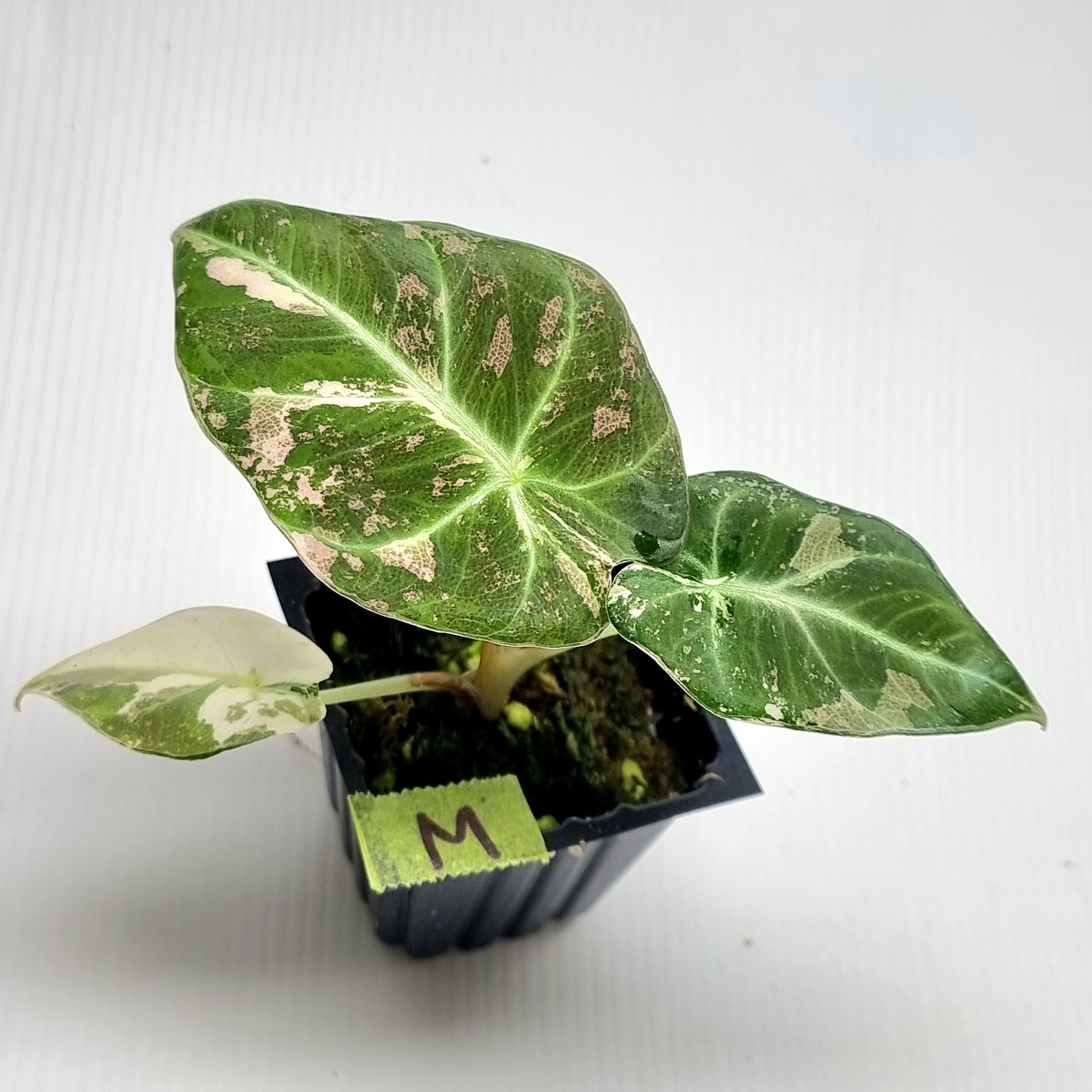 Alocasia black velvet Pink Variegated