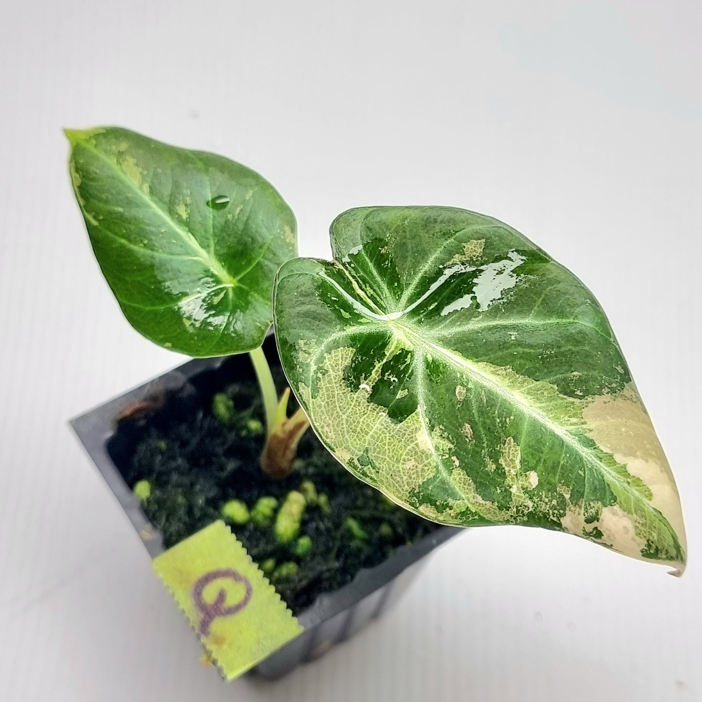 Alocasia black velvet Pink Variegated