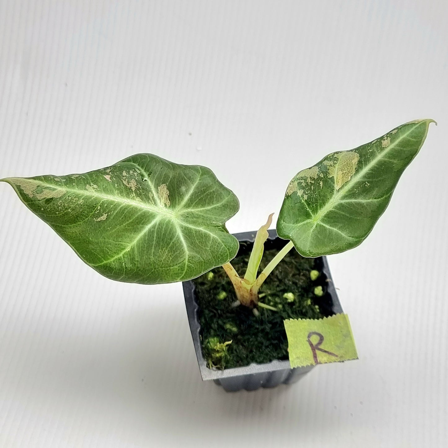 Alocasia black velvet Pink Variegated