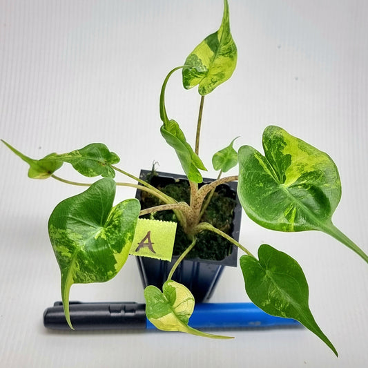 Alocasia Stingray Variegated