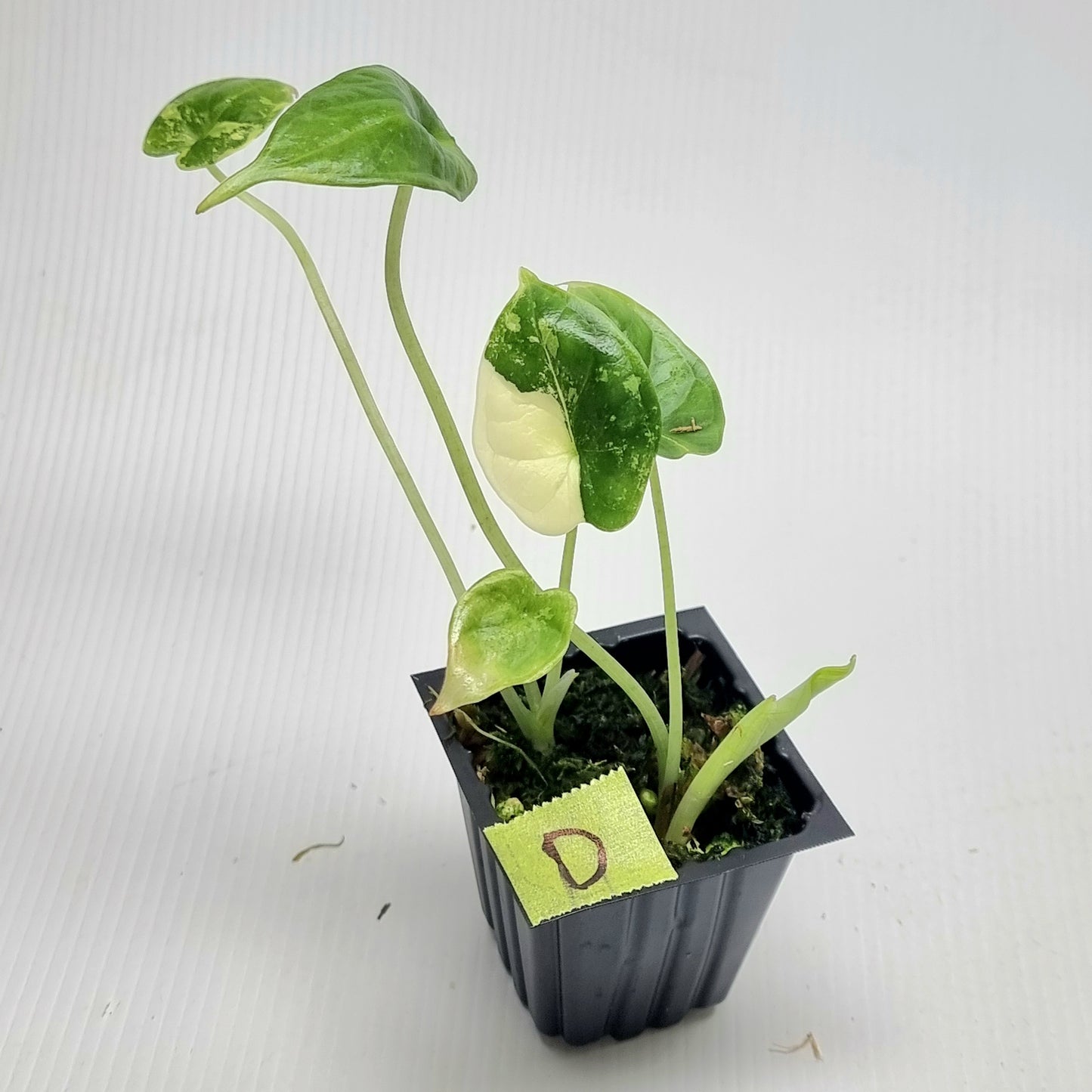 Alocasia Dragon Scale Variegated