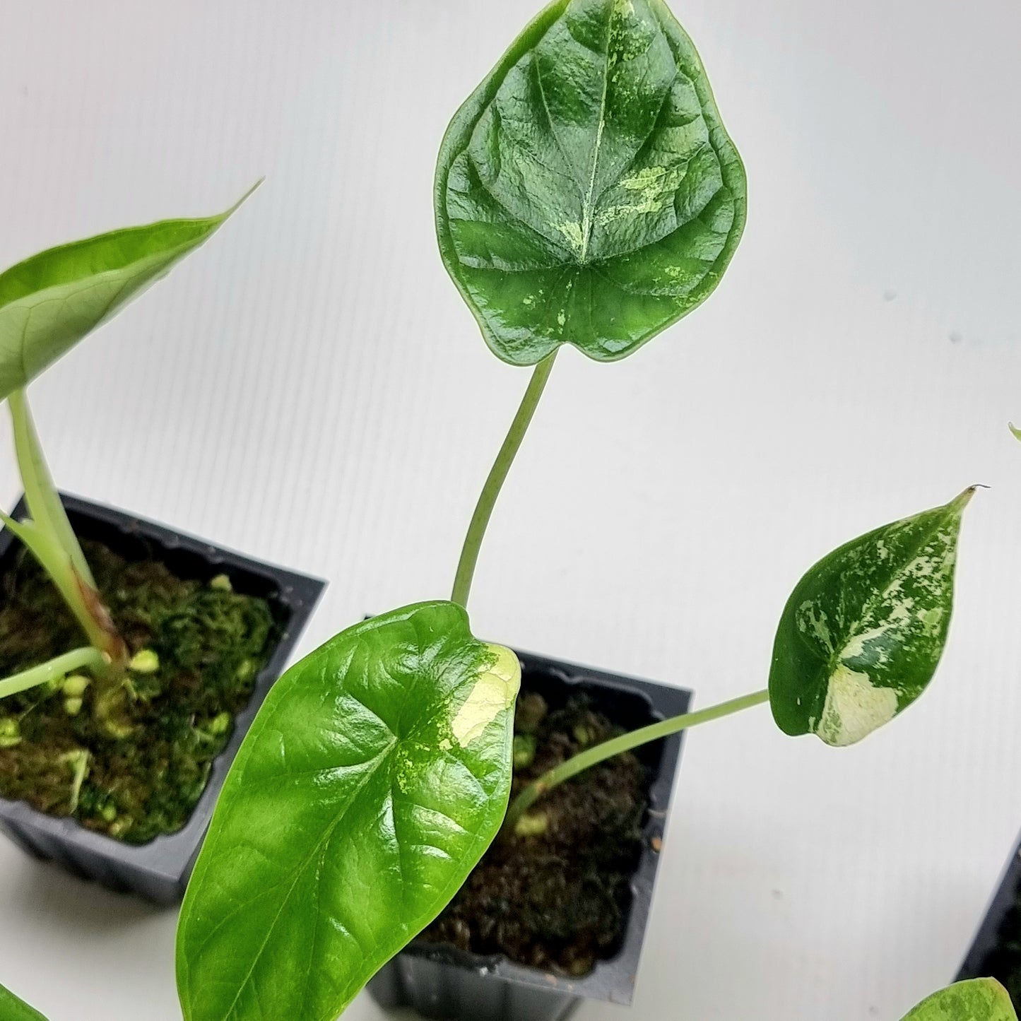 Alocasia Dragon Scale LOW Variegated