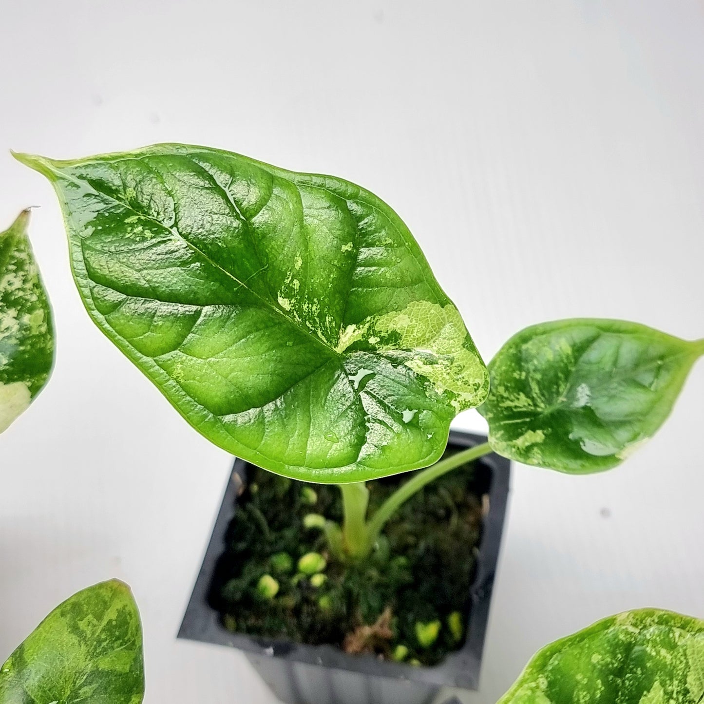 Alocasia Dragon Scale LOW Variegated