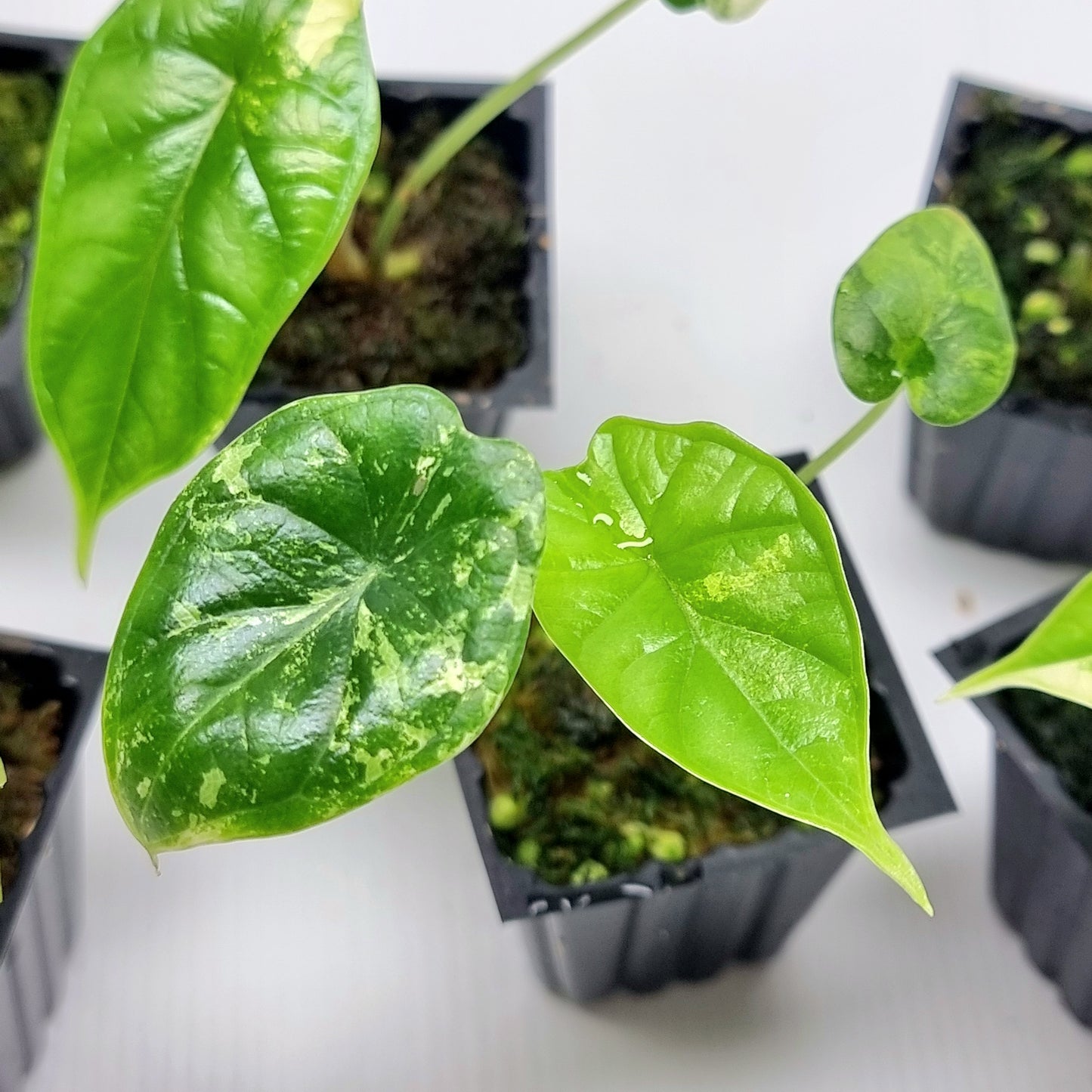 Alocasia Dragon Scale LOW Variegated