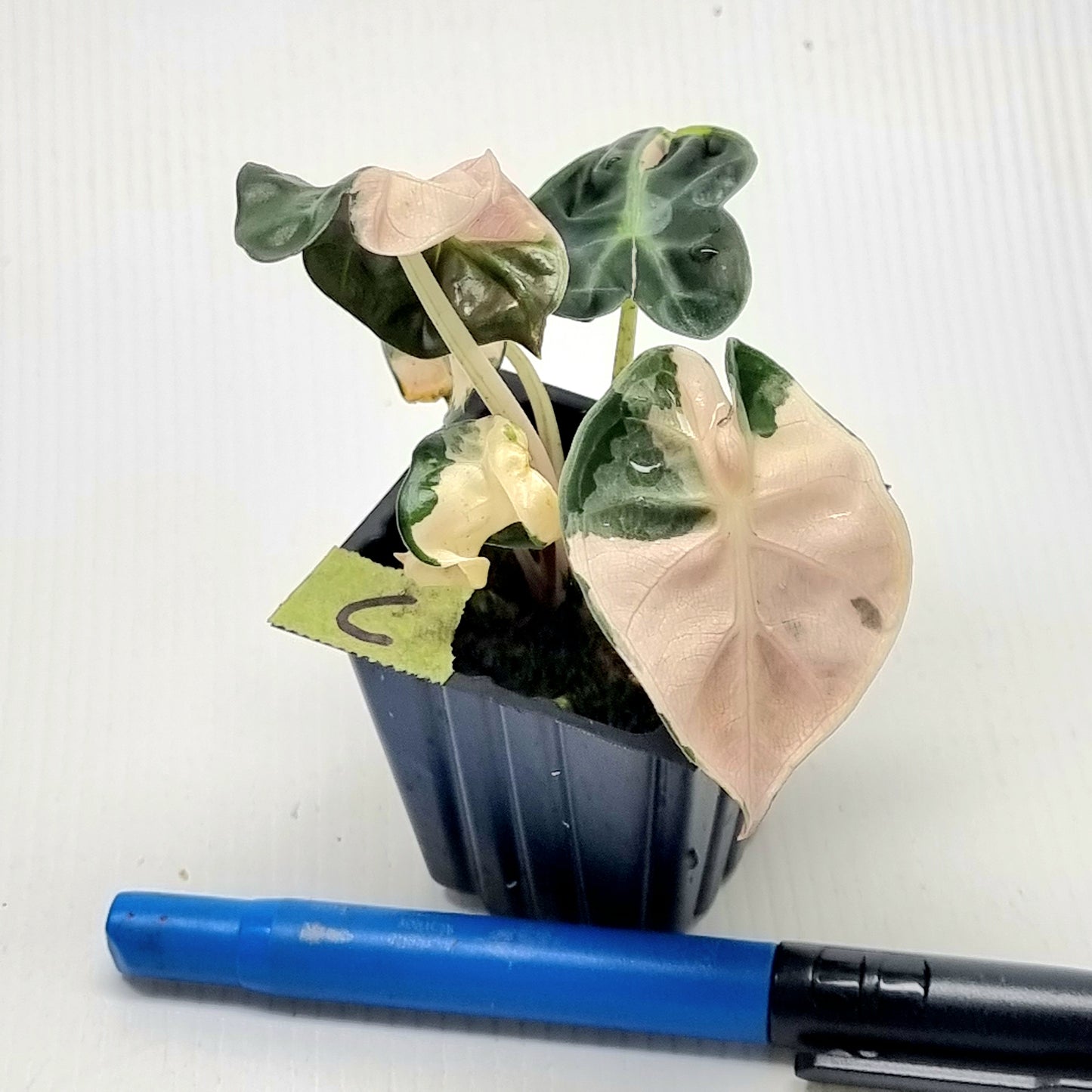 Alocasia Heart Balloon Pink Variegated