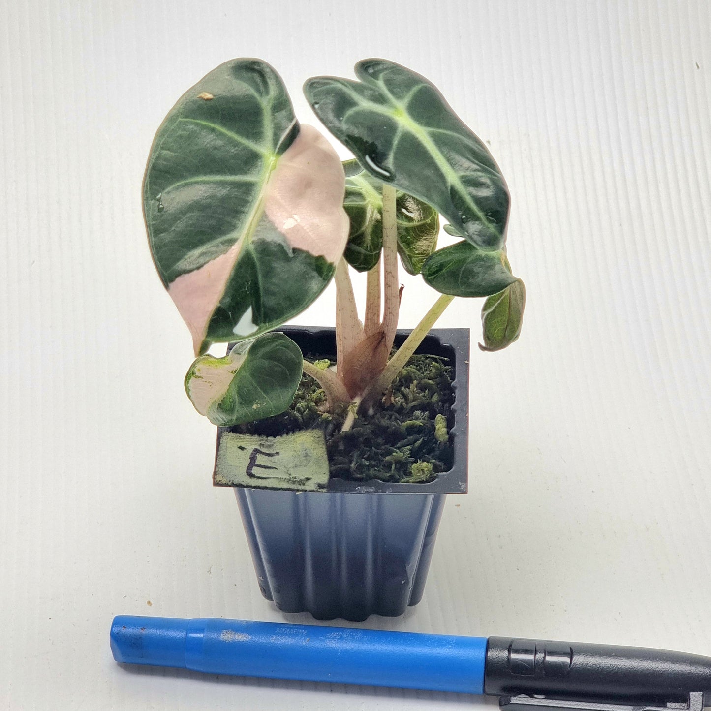 Alocasia Heart Balloon Pink Variegated