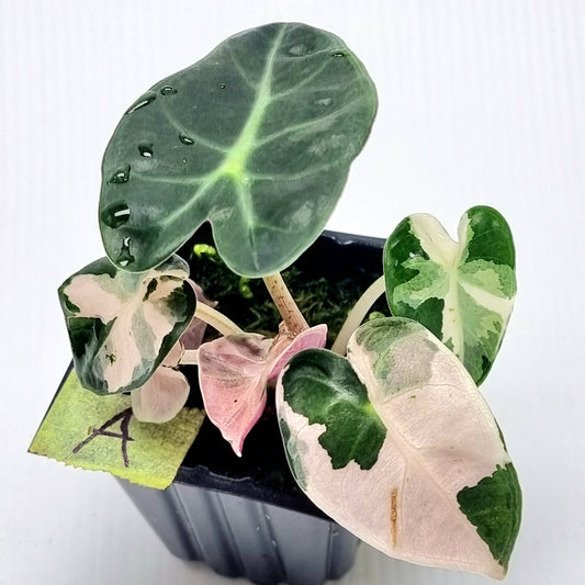 Alocasia Heart Balloon Pink Variegated