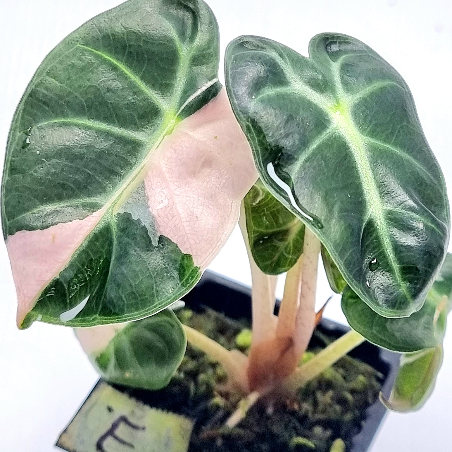 Alocasia Heart Balloon Pink Variegated