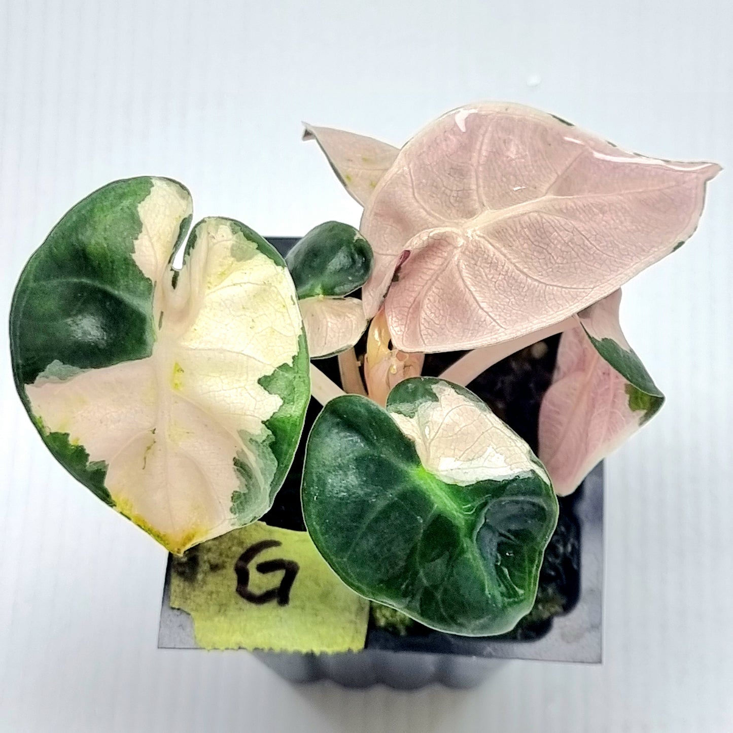 Alocasia Heart Balloon Pink Variegated