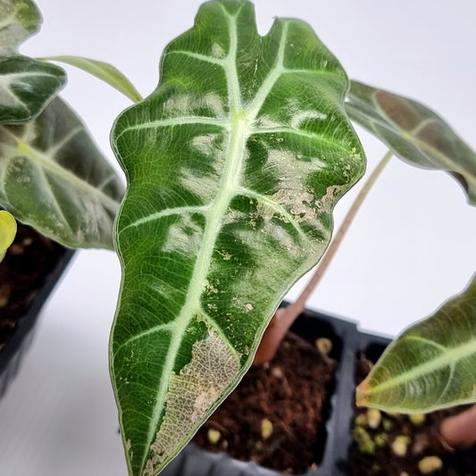 Alocasia amazonica Pink LOW Variegated