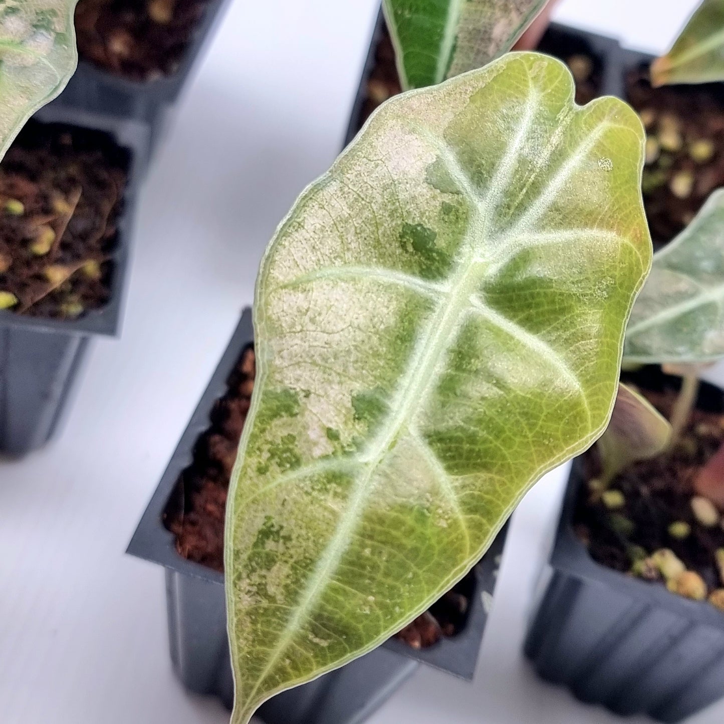 Alocasia amazonica Pink LOW Variegated