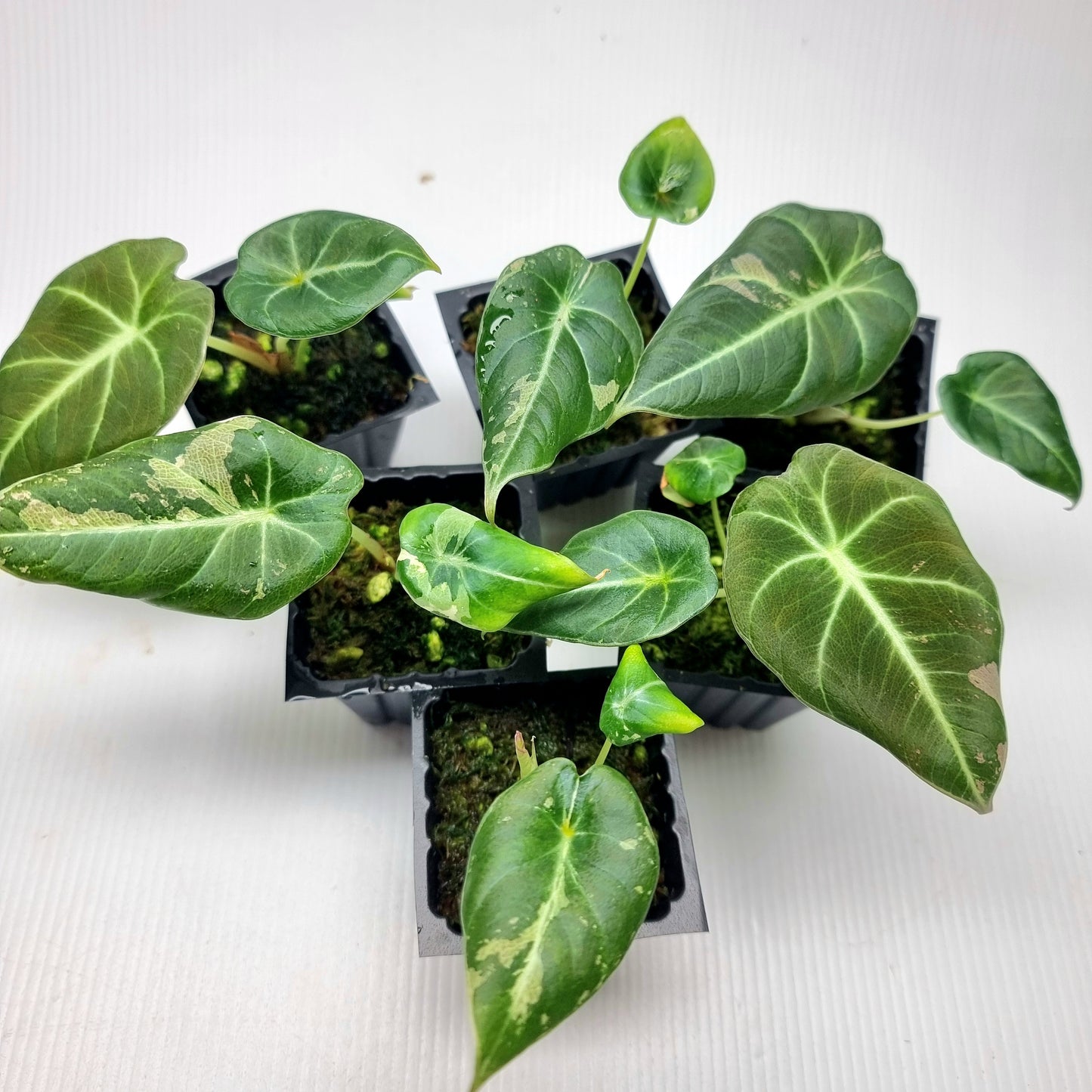 Alocasia black velvet LOW Variegated