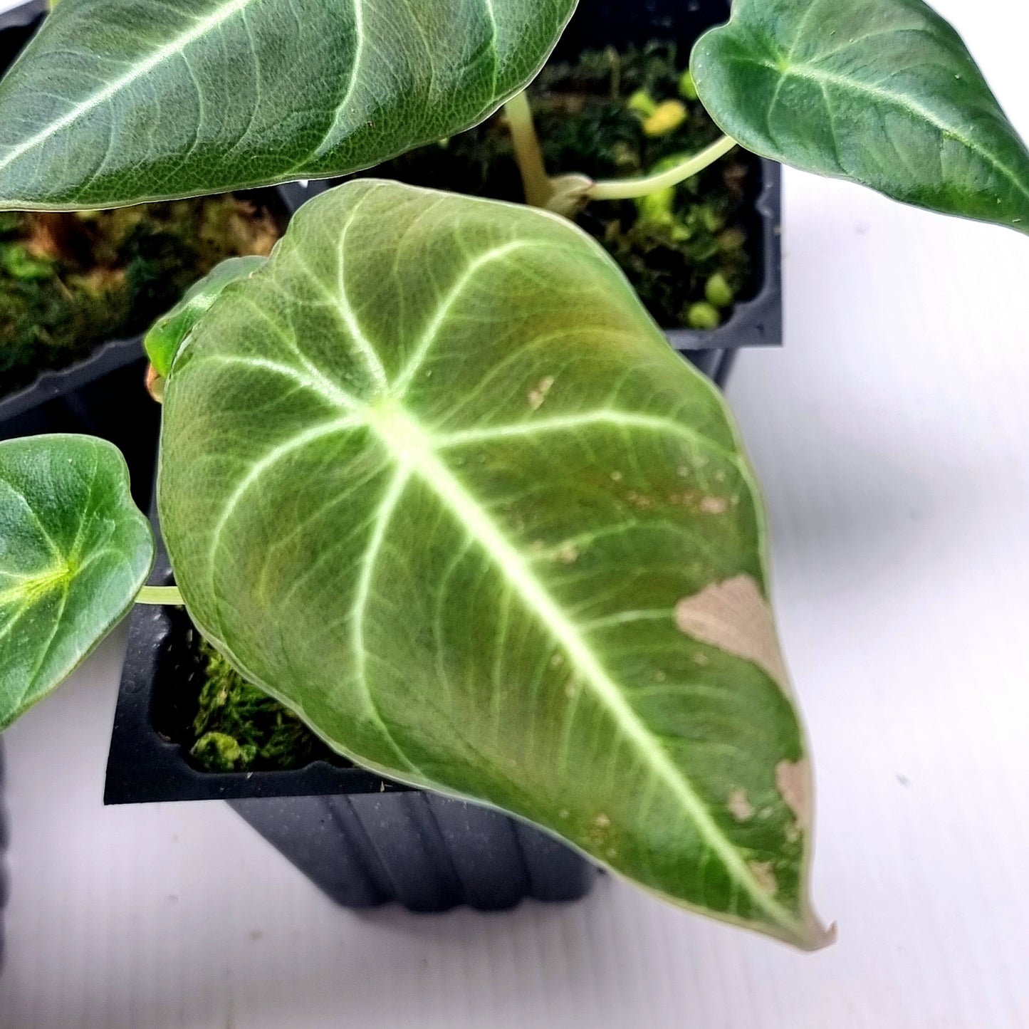 Alocasia black velvet LOW Variegated