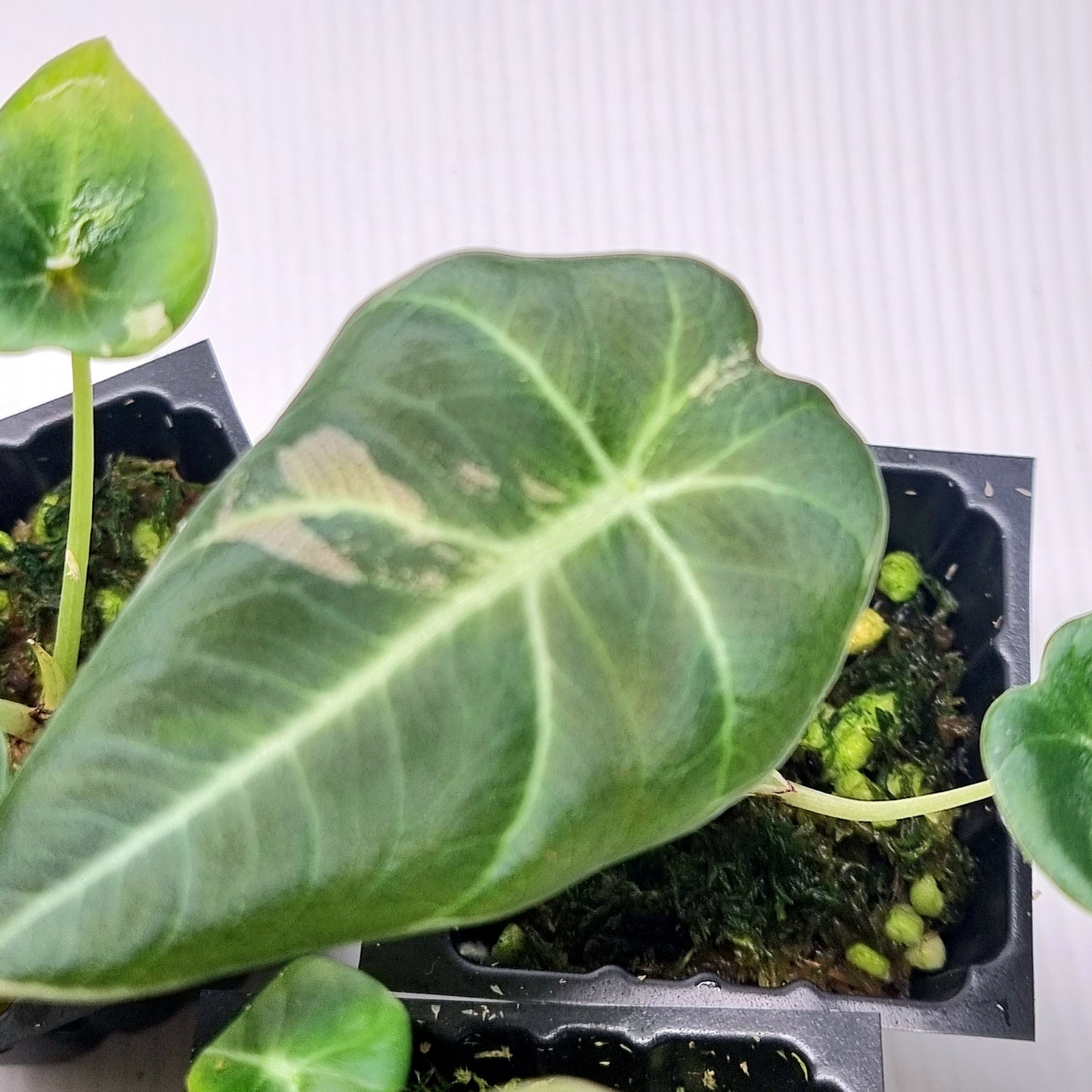 Alocasia black velvet LOW Variegated