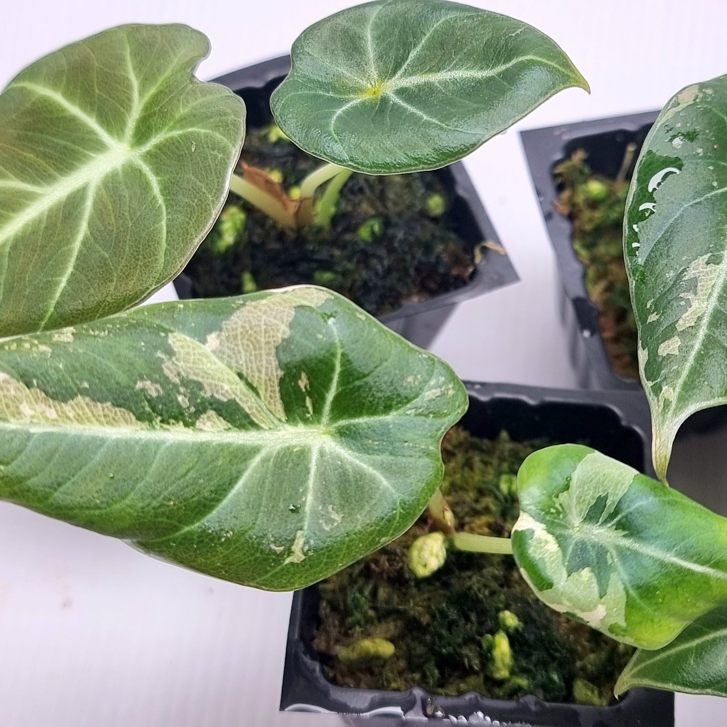 Alocasia black velvet LOW Variegated