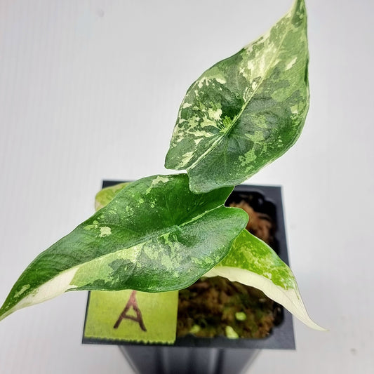 Alocasia Simpo Albo Variegated