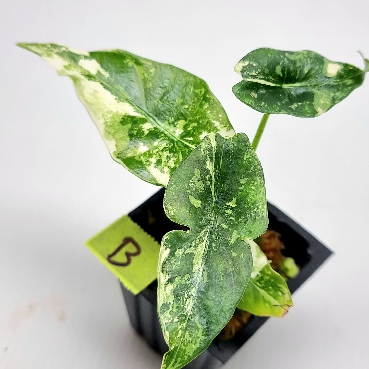 Alocasia Simpo Albo Variegated