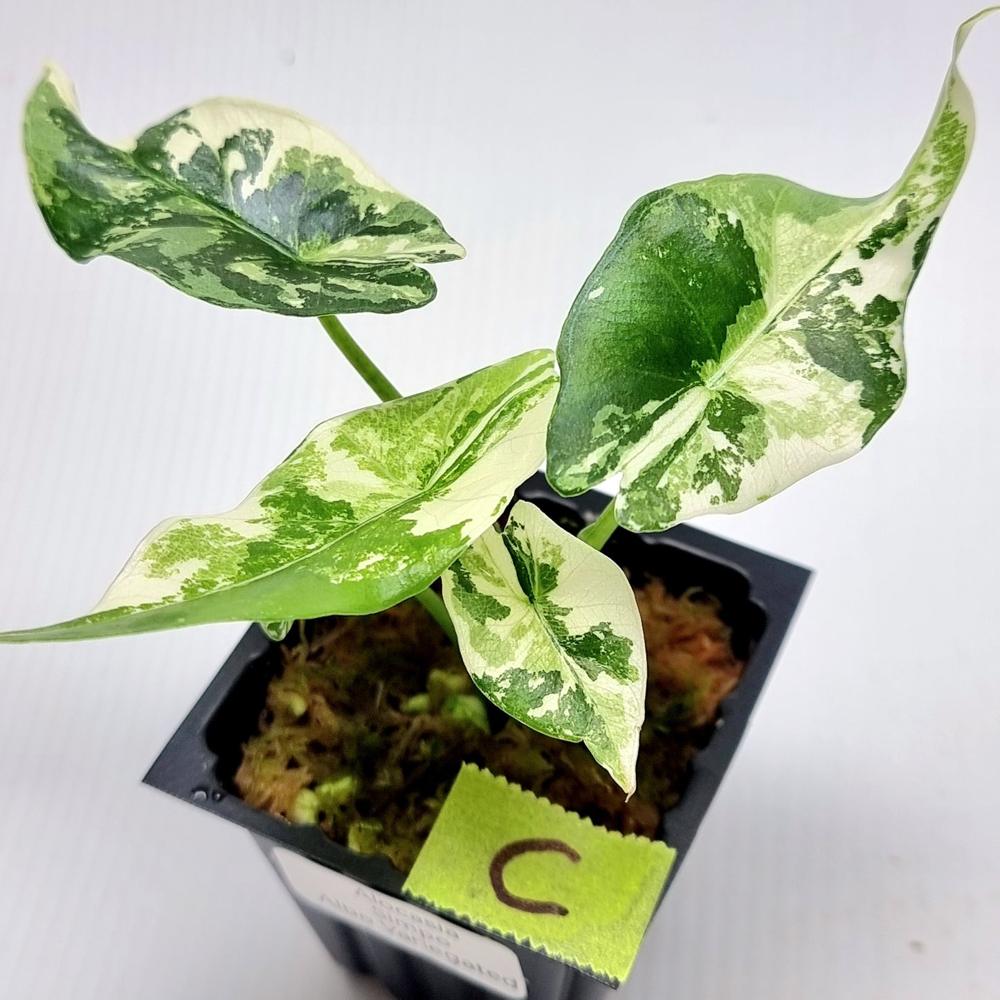 Alocasia Simpo Albo Variegated