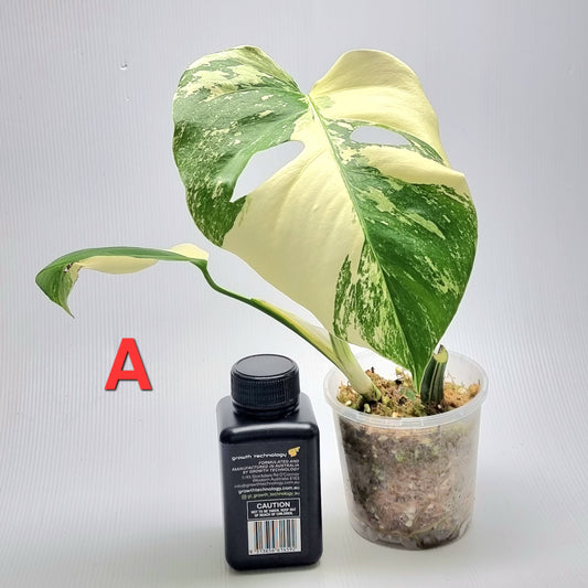 Monstera borsigiana albo variegata