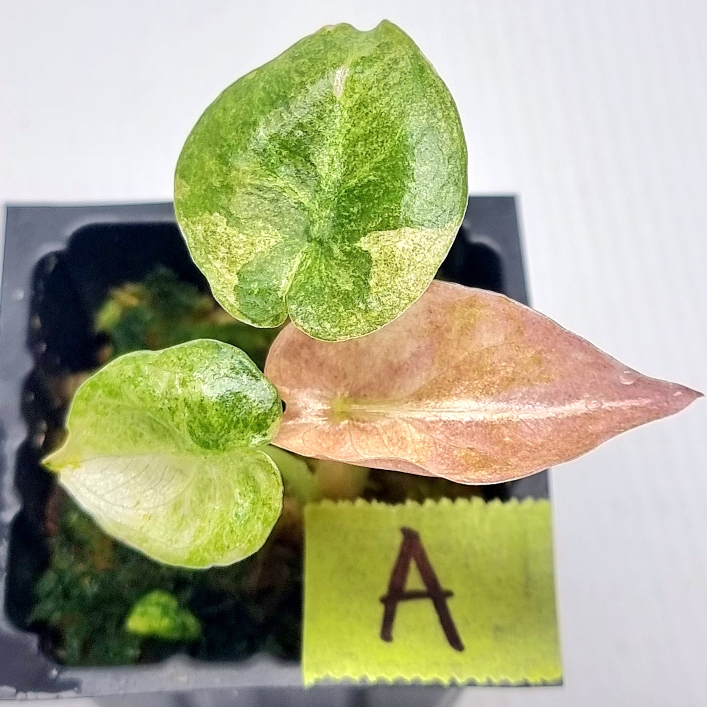 Alocasia cuprea Variegated