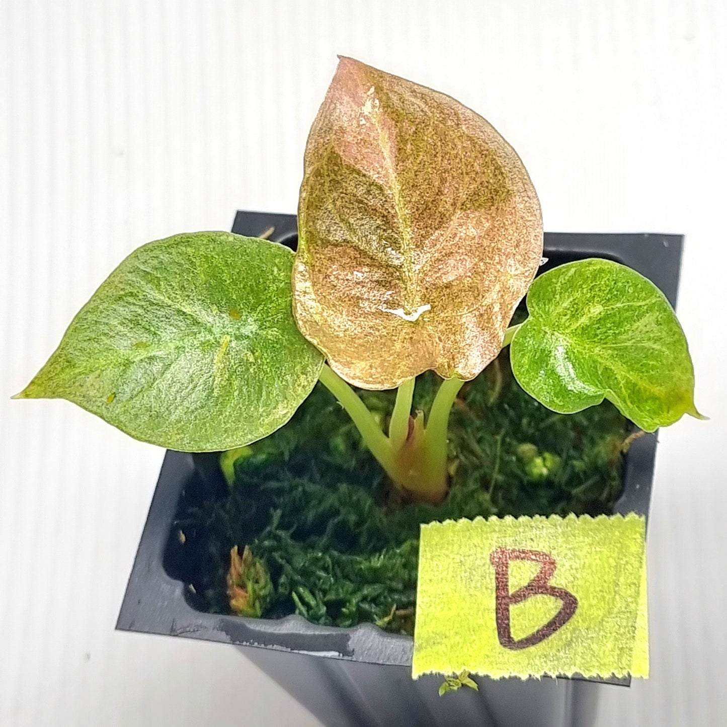 Alocasia cuprea Variegated