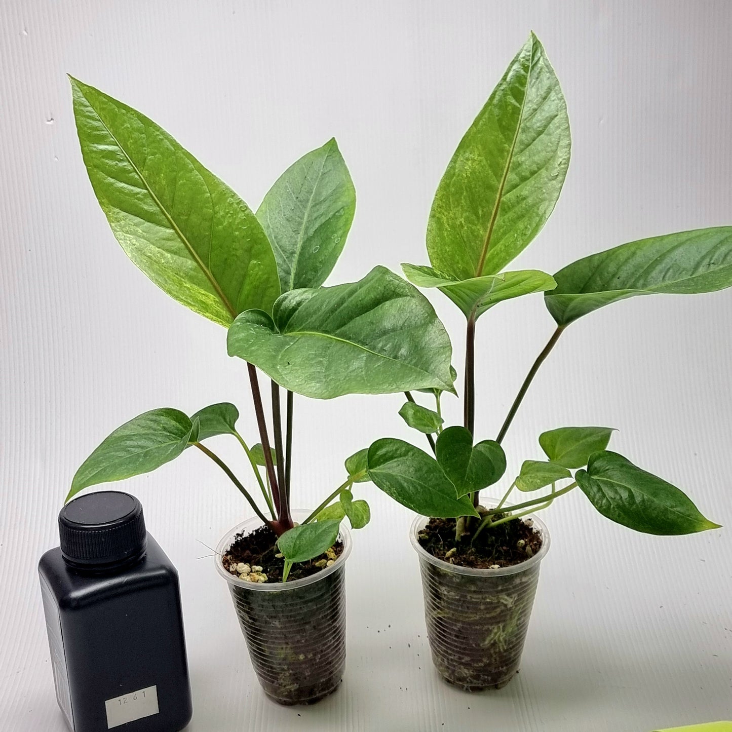 Anthurium hookerii LOW Variegated