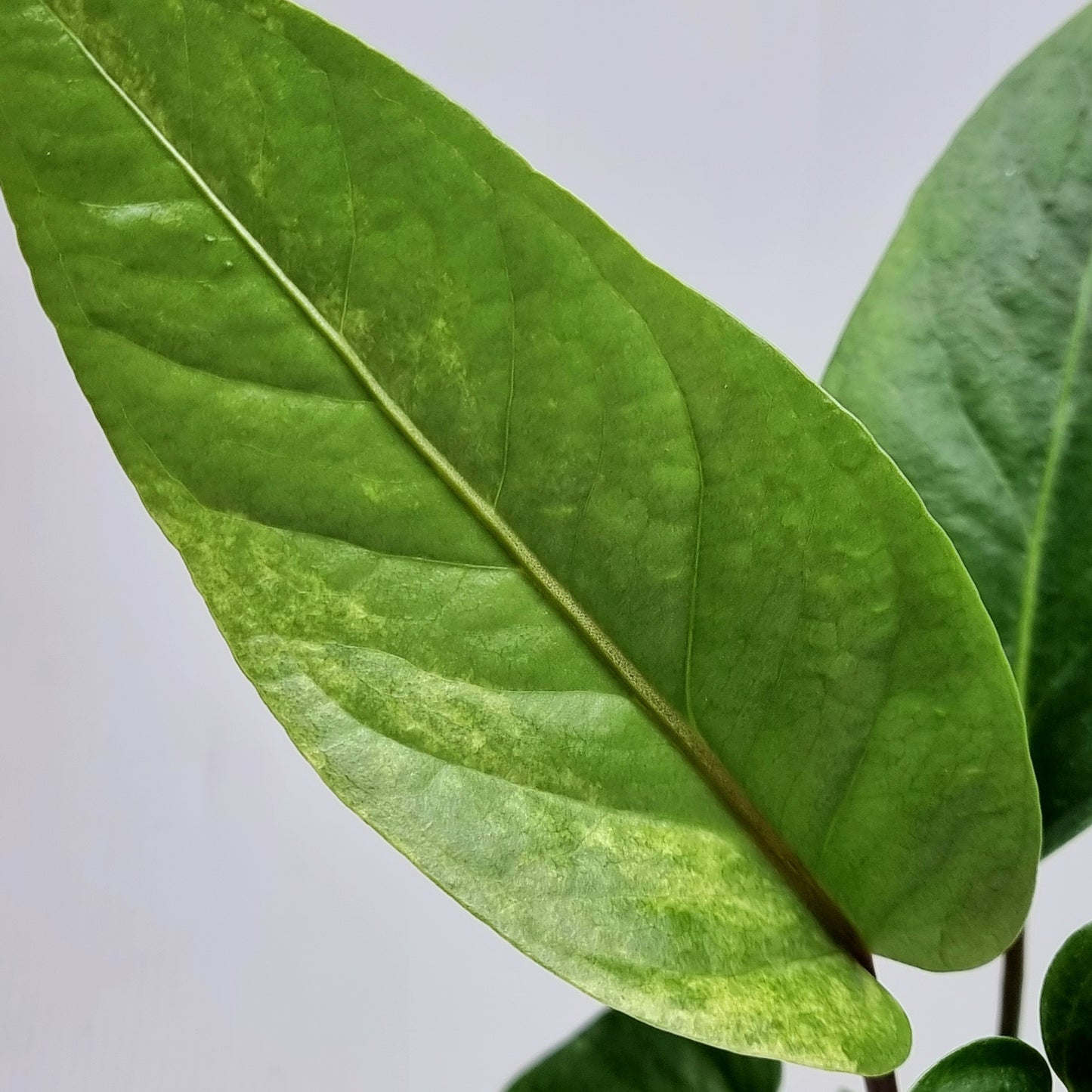 Anthurium hookerii LOW Variegated