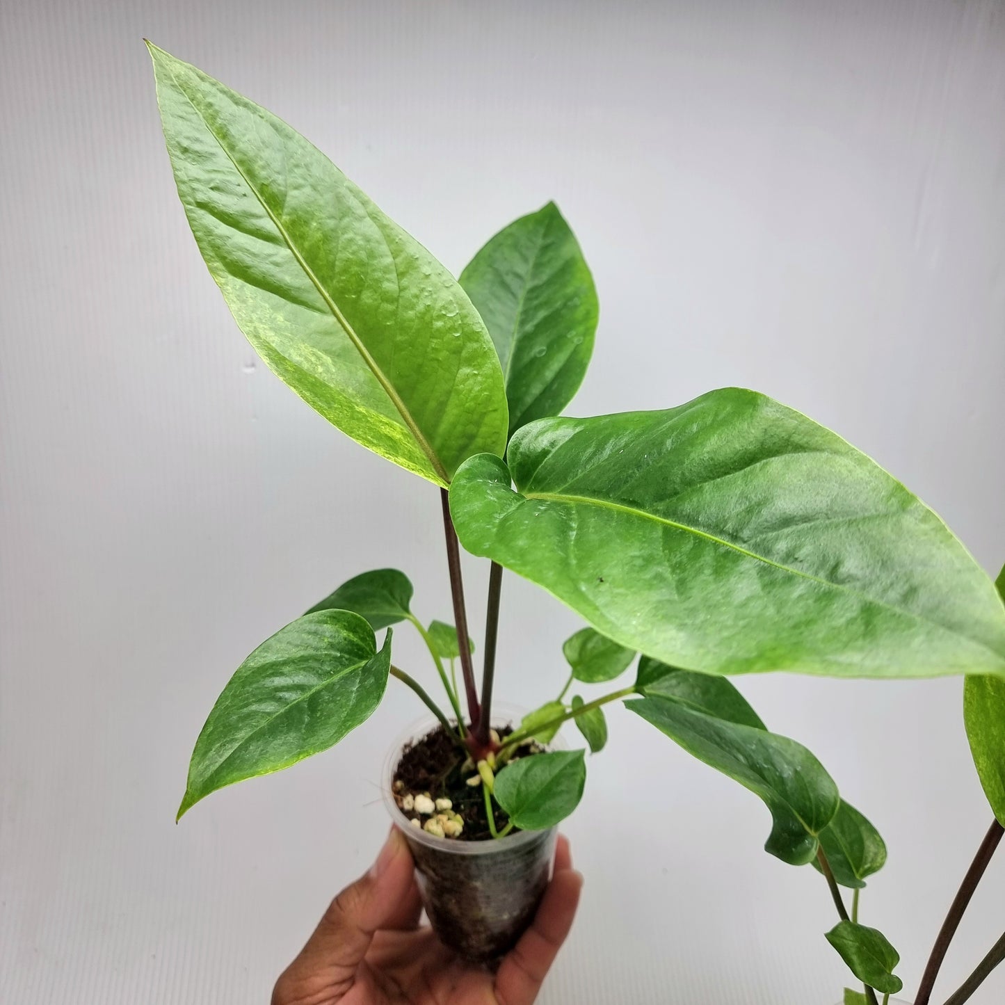 Anthurium hookerii LOW Variegated