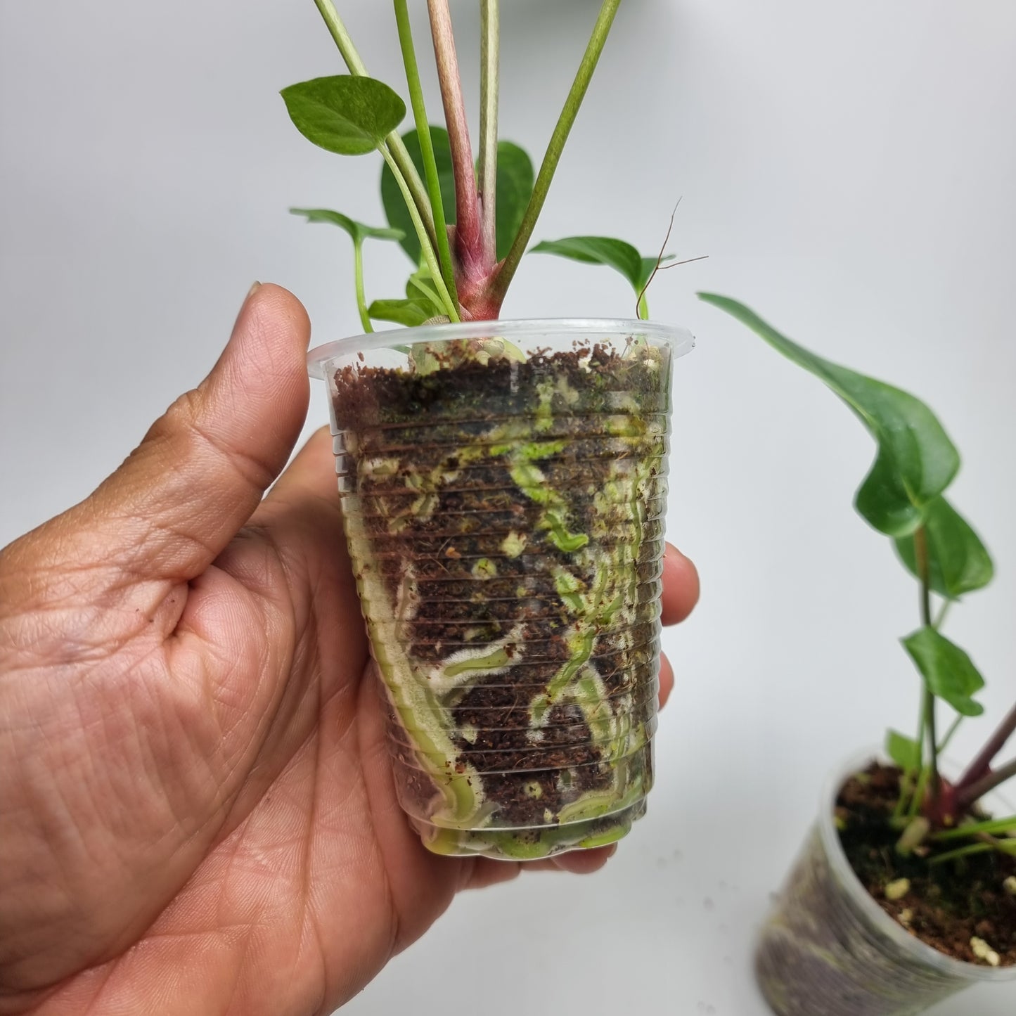 Anthurium hookerii LOW Variegated